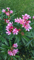 Fototapeta premium Nerium oleander, pink flows in the garden.