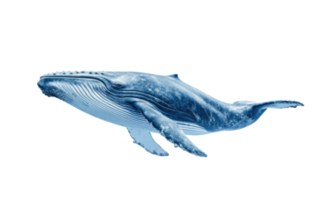 PNG Image of Blue whale