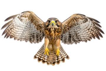 PNG Image of Flaying Falcon bird