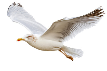 Obraz premium PNG Image of Flying seagull