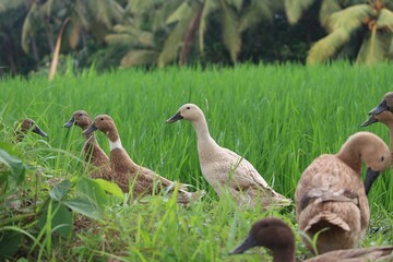 Ducks in a rice field in Bali