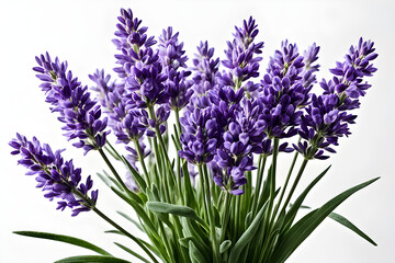 Naklejka premium lavender flowers isolated on white background, bunch of lavender, bouquet of lilac