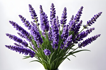 Obraz premium lavender flowers isolated on white background, bunch of lavender, bouquet of lilac