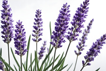 Naklejka premium lavender flowers isolated on white background, bunch of lavender, bouquet of lilac