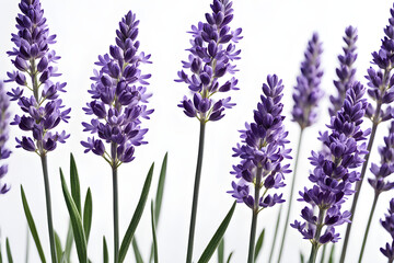 lavender flowers isolated on white background, bunch of lavender, bouquet of lilac