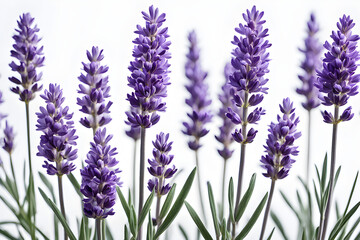 Naklejka premium lavender flowers isolated on white background, bunch of lavender, bouquet of lilac