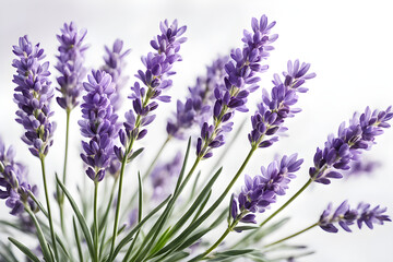 Obraz premium lavender flowers isolated on white background, bunch of lavender, bouquet of lilac