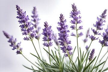 Obraz premium lavender flowers isolated on white background, bunch of lavender, bouquet of lilac