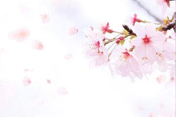 Naklejka premium pink cherry blossom, cherry blossom in spring