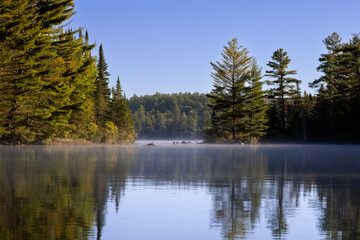 Reflection of evergreen trees on Joe Lake in Algonquin Provincial Park Ontario Canada