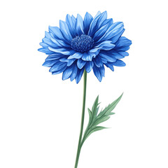 Single Blue Flower on Black Background