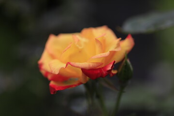 初夏の花