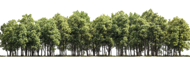 Treeline of Forest and foliage in summer