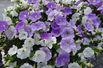 Tiny little things, but they're beautiful they have an aura of a galaxy