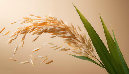 Close-up rice ear with leaf floating or flying isolated on biege background