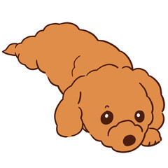 ぺったり寝たままこっちを見てくる我が家の愛犬ショコラ
