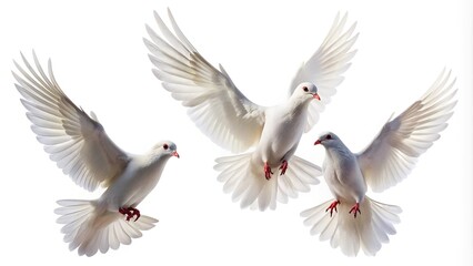 Fototapeta premium Wide-Angle shot of three white doves flying against white background