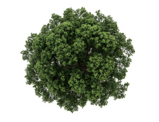 Obraz premium Top view single large woodland trees on transparent white backgrounds.