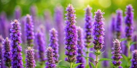 Fototapeta premium Wide-angle shot showing beautiful purple flowers of Hyssopus officinalis Hyssop in bloom