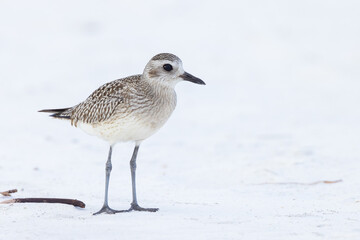Shorebirds in Florida during winter