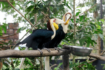 Two Wreathed Hornbill With Colorful Head Sitting on Branch Against Nature Background