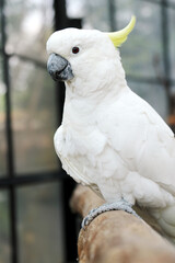 Close Up of Cockatoo Sitting on Branch in Bird Cage Against Blurred Background