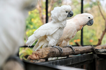 Portrait of Two White Parrot Sitting on Tree Branch Against Big Bird Cage Background