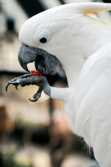 Close Up Of Cockatoo Eating Food Over Blurred Background