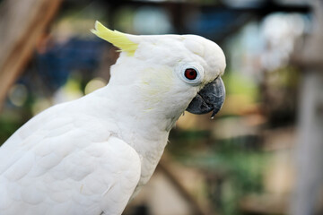 Close Up of Cockatoo Against Blurred Background