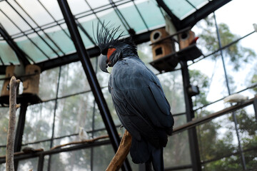 Low Angle of Black Palm Cockatoo Sitting on Tree Branch in Big Bird Aviary