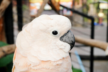 Close Up Of White Parrot At The Zoo Against Blurred Background