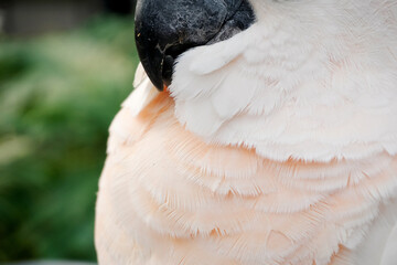 Close Up Of White Parrot At The Zoo Against Blurred Background