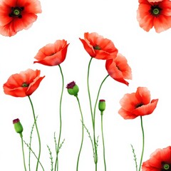 Obraz premium Watercolor poppy flowers in red, isolated on a white background.