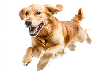 golden retriever dog running