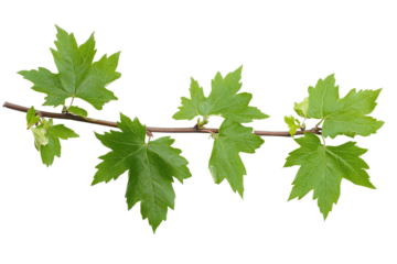 Green Leaf Branch Isolated PNG object