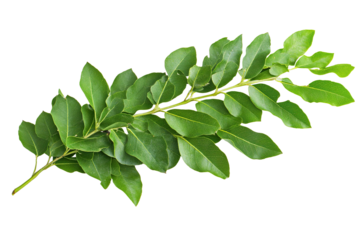 Green Leaf Branch Isolated PNG object