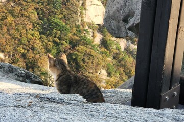 Street wild cats. Homeless animals. Animal protection - cat on top of the mountain.