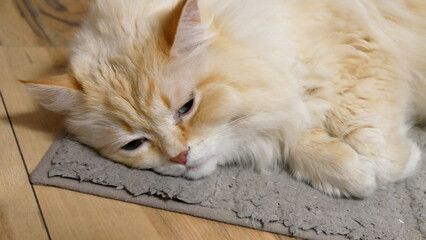 Close-up of the face of a poor cat lying on a rug