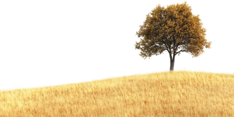 lonely tree on golden hill, minimalist landscape. solitude and tranquility concept