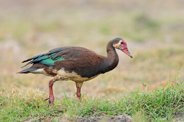 A spur-winged goose (Plectropterus gambensis) in natural habitat, Chobe National Park, Botswana.