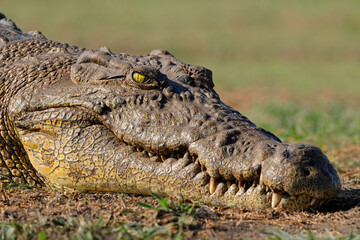 Portrait of a large Nile crocodile (Crocodylus niloticus) basking, Chobe National Park, Botswana.