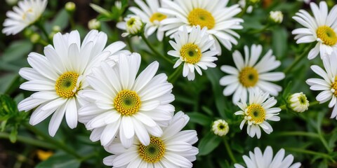 Fototapeta premium Close-up of a blooming fresh white chrysanthemum flower, plant, garden, fresh