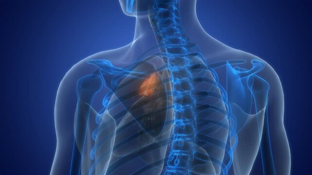 Human Body Glands Thymus Gland Anatomy Animation Concept