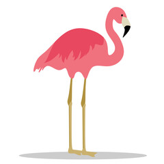 Fototapeta premium Cute Pink Flamingo. With a White Background. Suitable for a couple's love symbol.