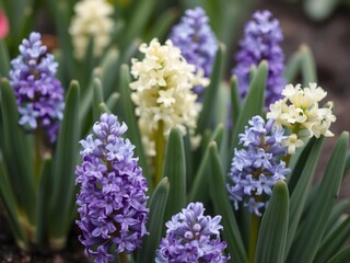 Close-up of a vibrant early spring hyacinth bulb on a smooth grey surface, bloom, seasonal