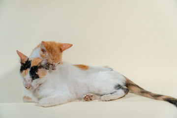The closeness of a white striped mother cat with her one month old kitten on a white background. Concept photo of an orange kitten breastfeeding and playing with its mother