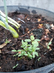 Young seedling spinach growing in moist soil