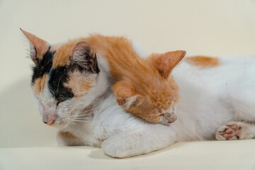 The closeness of a white striped mother cat with her one month old kitten on a white background. Concept photo of an orange kitten breastfeeding and playing with its mother