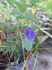 Close-Up of Purple butterfly pea Flower in Garden