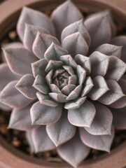 Close-up shot of a beautiful grey echeveria succulent plant, echeveria, texture